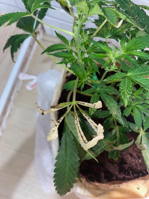 32% THC | -30 °C winter balcony indoor. Week 10