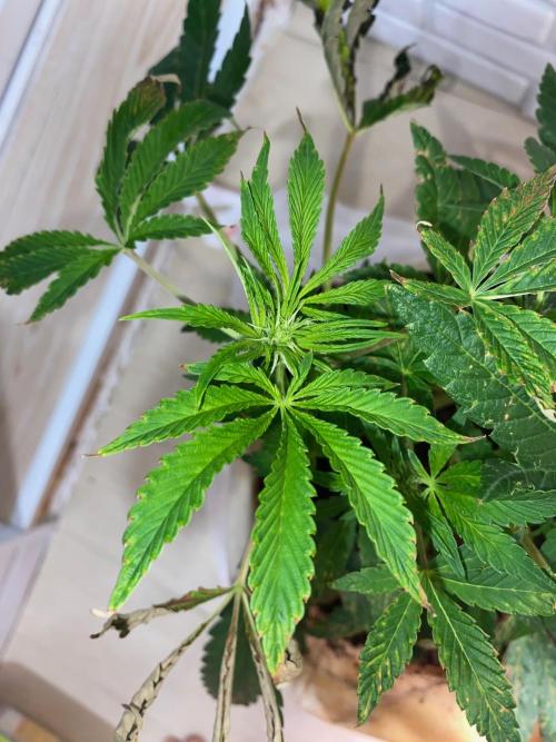 32% THC | -30 °C winter balcony indoor. Week 10