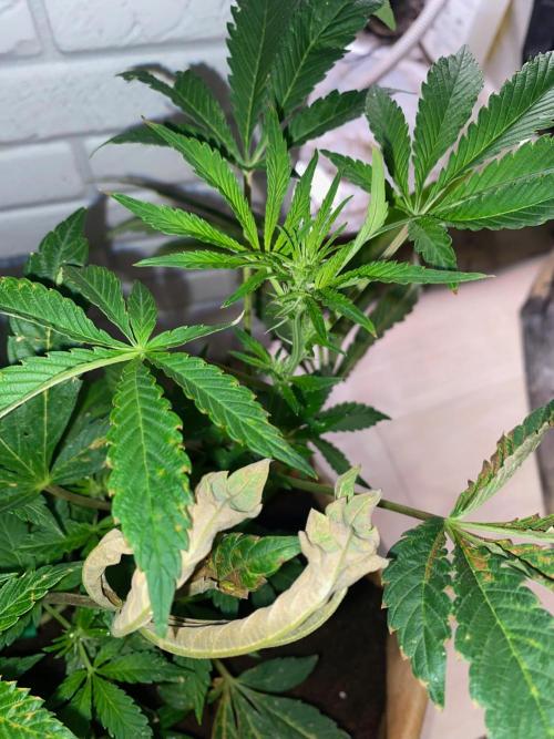 32% THC | -30 °C winter balcony indoor. Week 10