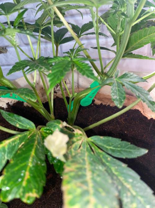 HPS. Week 10
