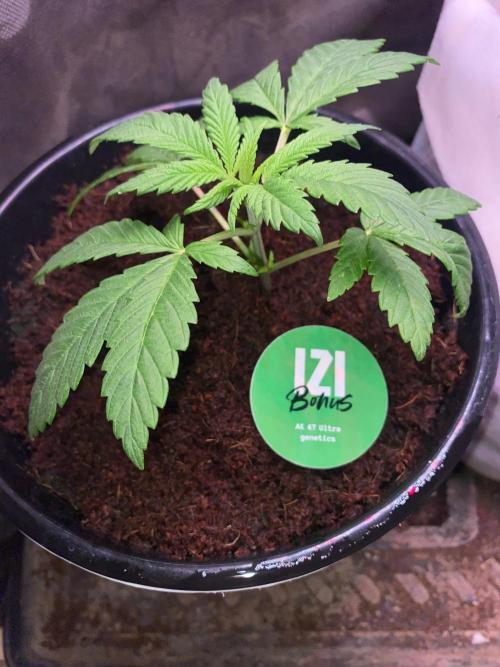 IZI AK47 Fem Indoor. Week 4 - D33