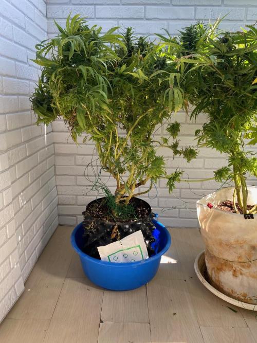 Durban Poizon Indoor. Week 18