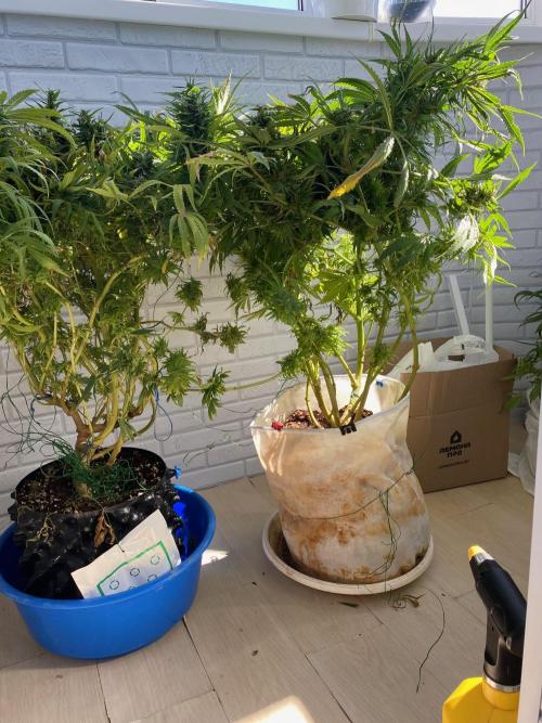 Durban Poizon Indoor. Week 18
