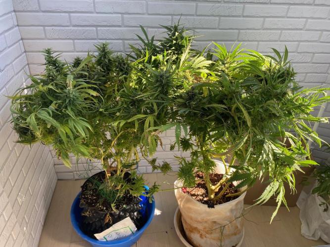 Durban Poizon Indoor. Week 18