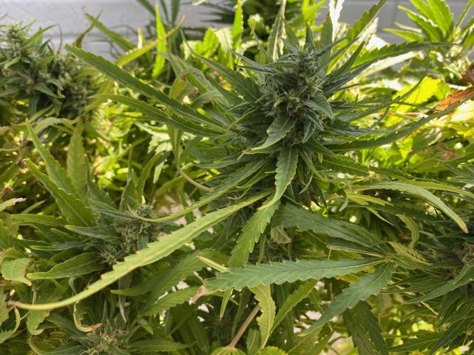 Durban Poizon Indoor. Week 18