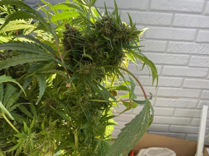 Durban Poizon Indoor. Week 18
