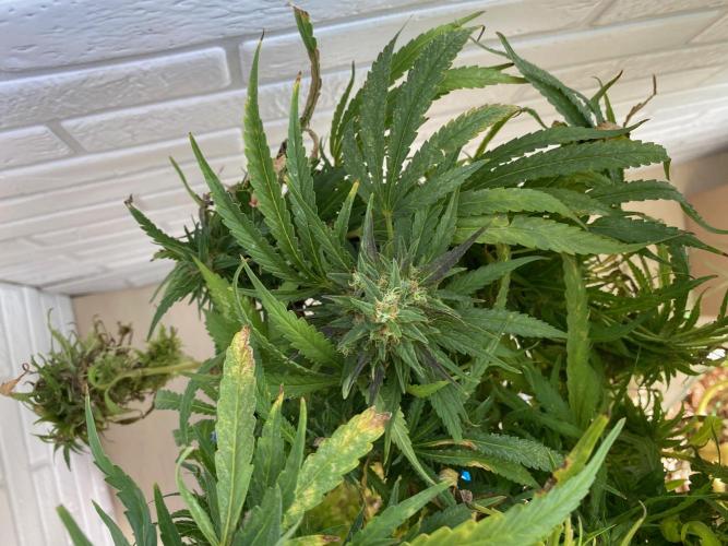 Durban Poizon Indoor. Week 18