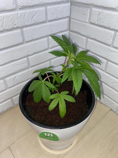 IZI AK47 Fem Indoor. Week 5