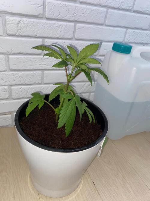 IZI AK47 Fem Indoor. Week 5