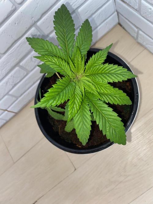 IZI AK47 Fem Indoor. Week 5