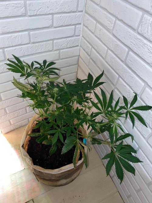 32% THC | -30 °C winter balcony indoor. Week 11
