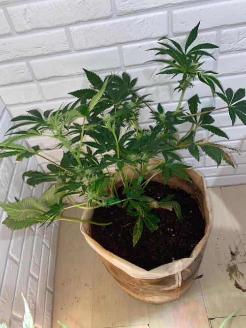32% THC | -30 °C winter balcony indoor. Week 11