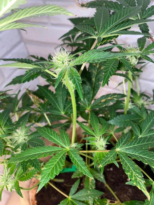 32% THC | -30 °C winter balcony indoor. Week 11