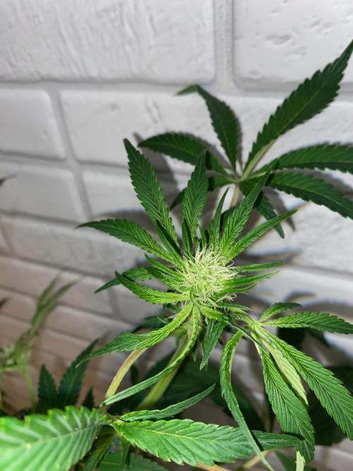 HPS. Week 11