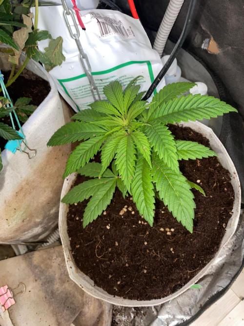 IZI AK47 Fem Indoor. Week 6 - D43