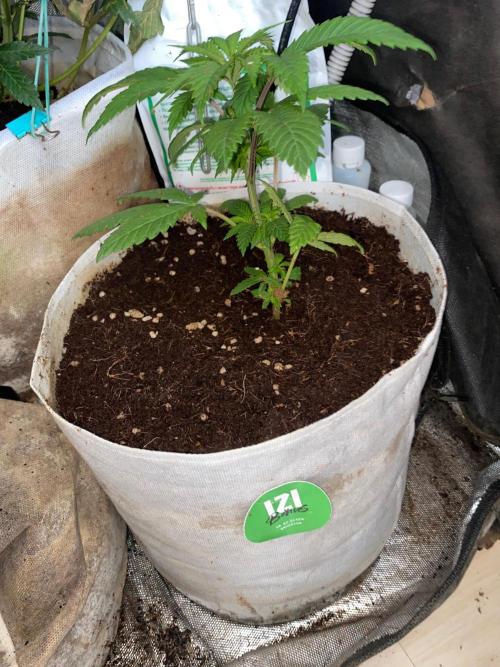 IZI AK47 Fem Indoor. Week 6