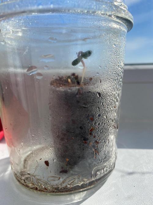 BlackMamba #42 tester. Week 0 - D4