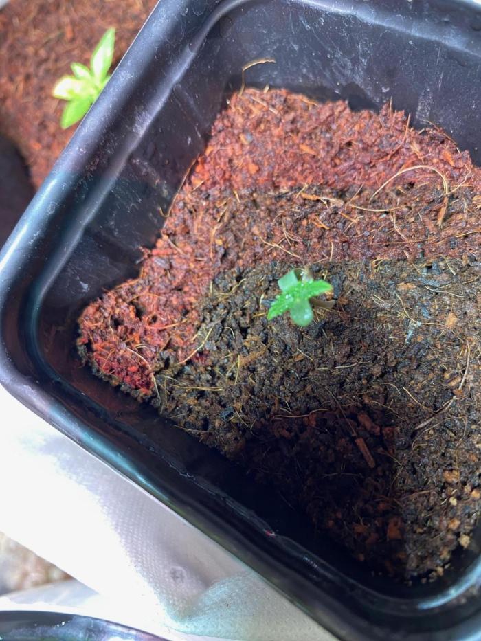 BlackMamba #42 tester. Week 1