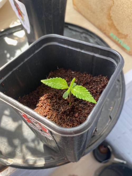 BlackMamba #42 tester. Week 2 - D11