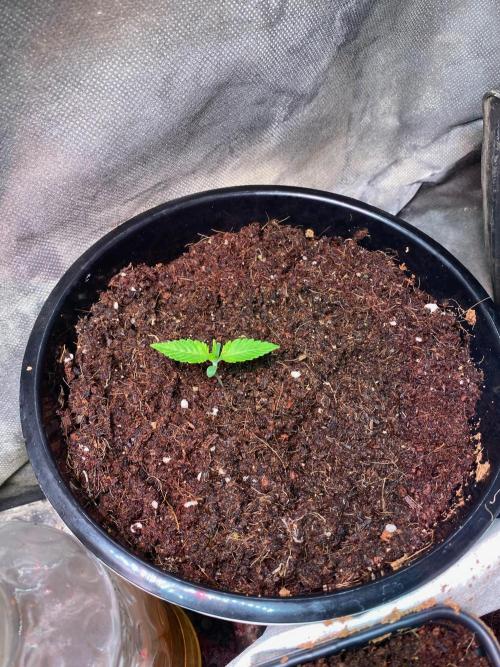 BlackMamba #42 tester. Week 2 - D11 - new pot 4l