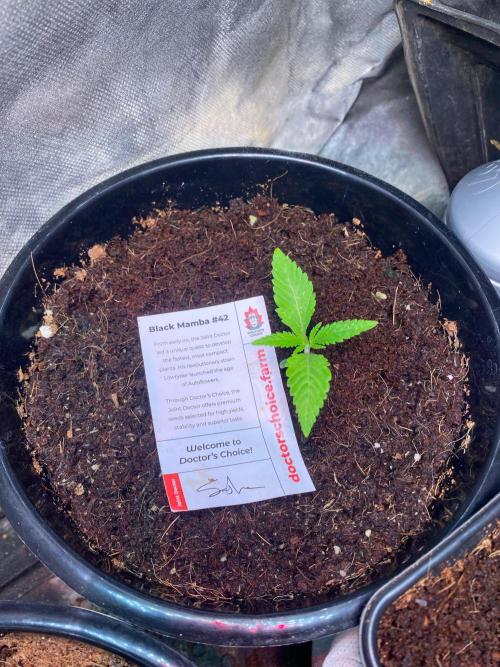 BlackMamba #42 tester. Week 2 - D14