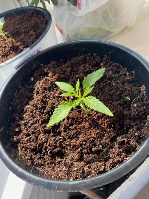 BlackMamba #42 tester. Week 2 - D16
