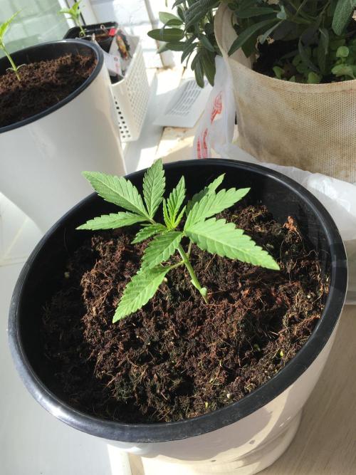 BlackMamba #42 tester. Week 3 - D19