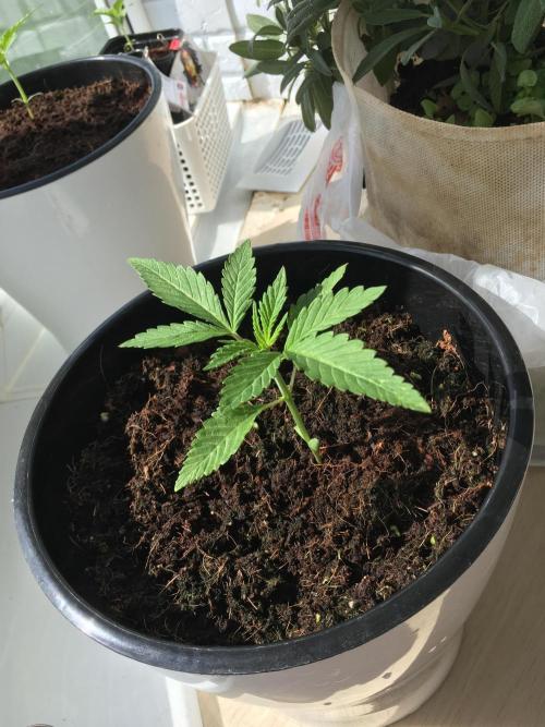 BlackMamba #42 tester. Week 3
