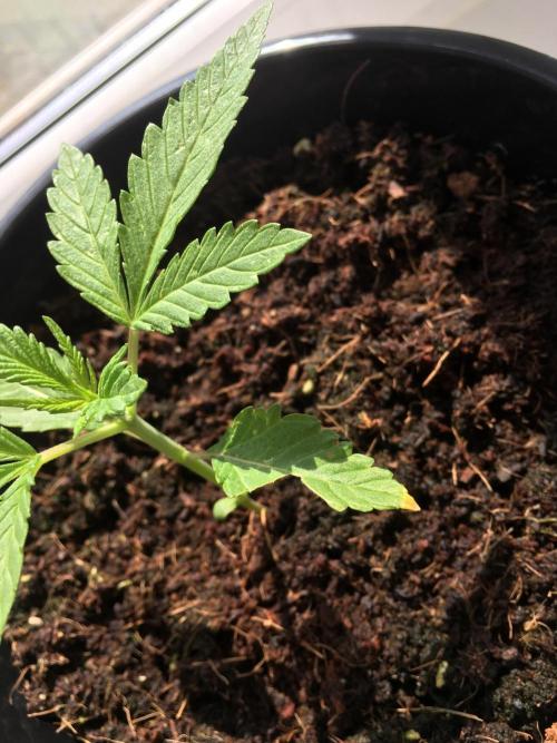 BlackMamba #42 tester. Week 3