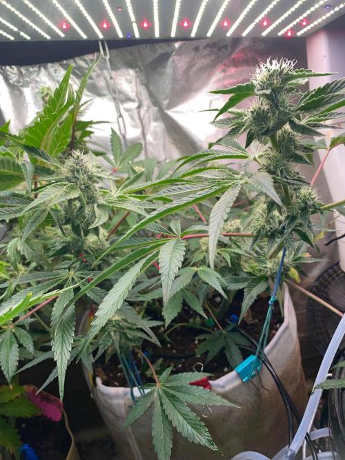 32% THC | -30 °C winter balcony indoor. Week 13