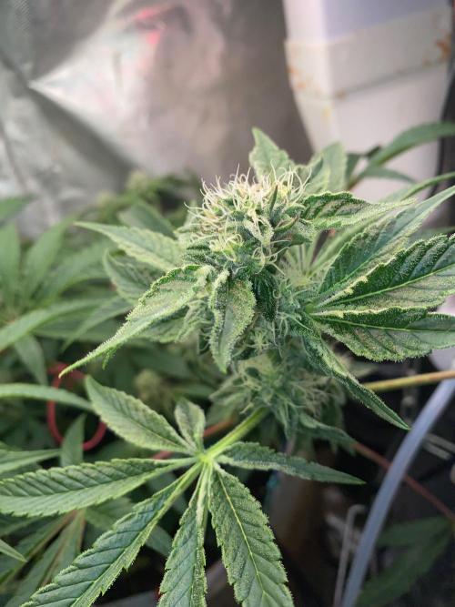 32% THC | -30 °C winter balcony indoor. Week 13 - Bud 1