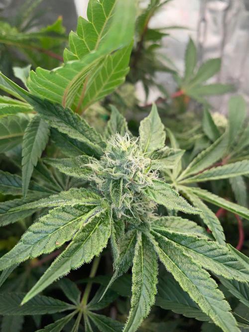 HPS. Week 13
