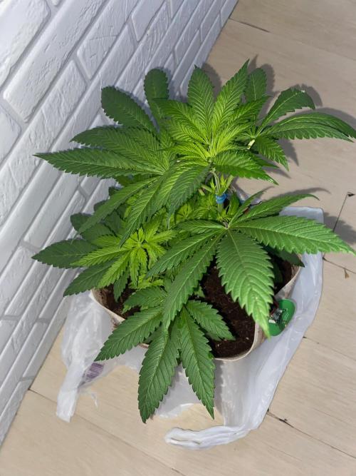 IZI AK47 Fem Indoor. Week 7