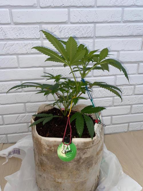 IZI AK47 Fem Indoor. Week 7