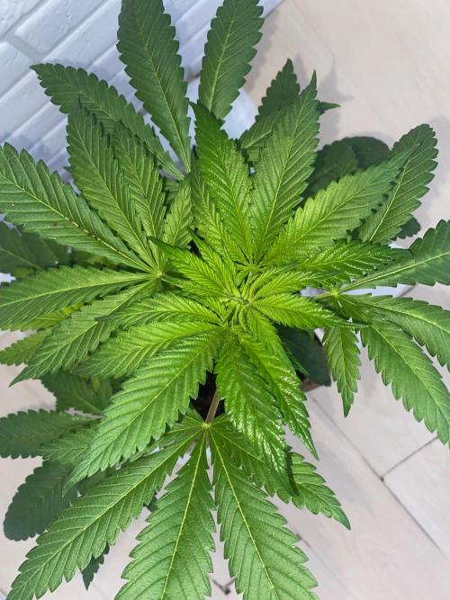IZI AK47 Fem Indoor. Week 7