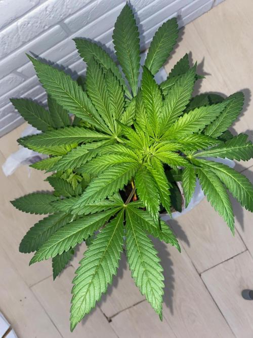 IZI AK47 Fem Indoor. Week 7