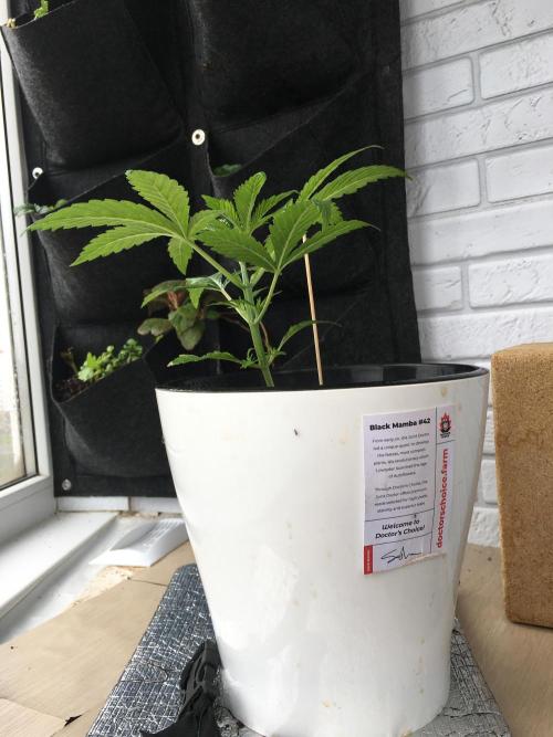 BlackMamba #42 tester. Week 4