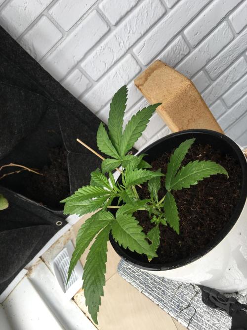 BlackMamba #42 tester. Week 4