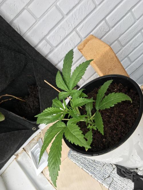 BlackMamba #42 tester. Week 4