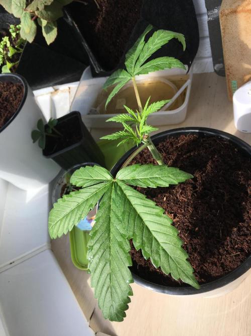 BlackMamba #42 tester. Week 4 - D29