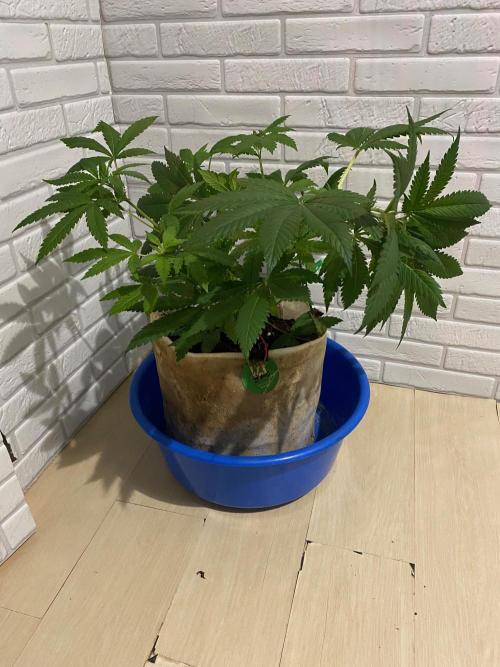 IZI AK47 Fem Indoor. Week 8