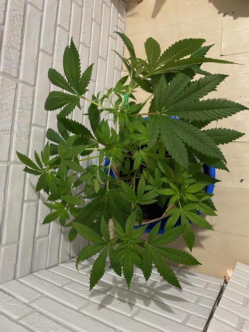 IZI AK47 Fem Indoor. Week 8
