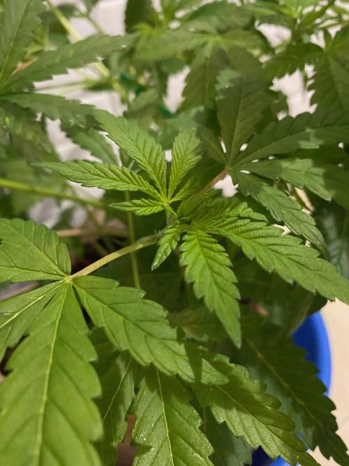 IZI AK47 Fem Indoor. Week 8