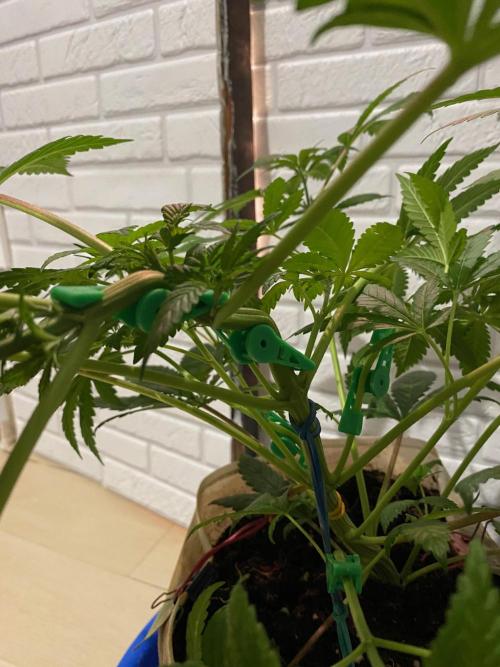 IZI AK47 Fem Indoor. Week 8