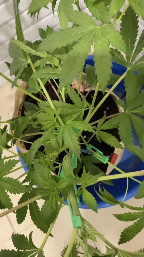 IZI AK47 Fem Indoor