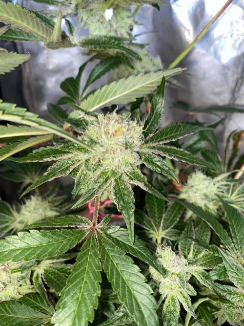 32% THC | -30 °C winter balcony indoor. Week 14