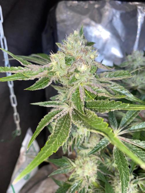 32% THC | -30 °C winter balcony indoor. Week 14