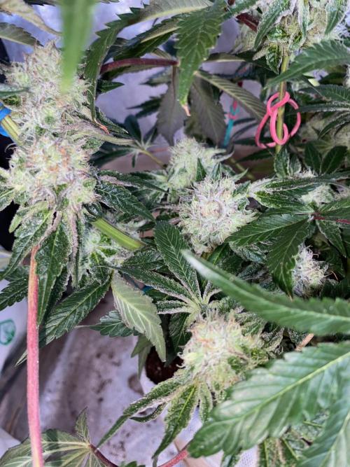 32% THC | -30 °C winter balcony indoor. Week 14
