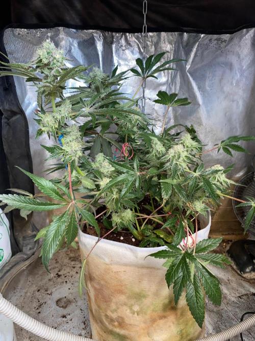 HPS. Week 14