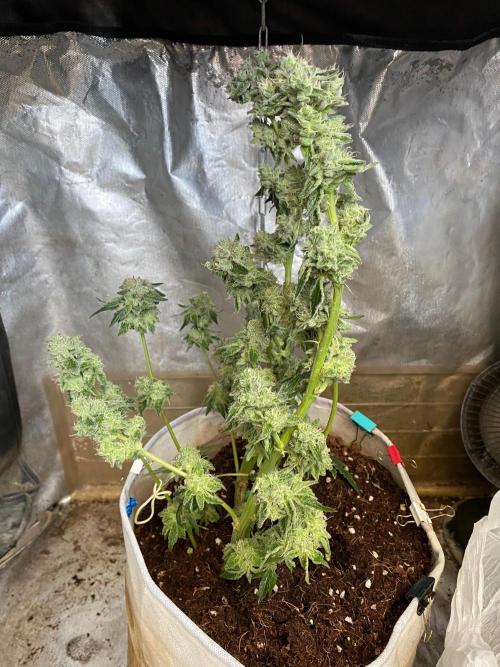 32% THC | -30 °C winter balcony indoor. Week 15